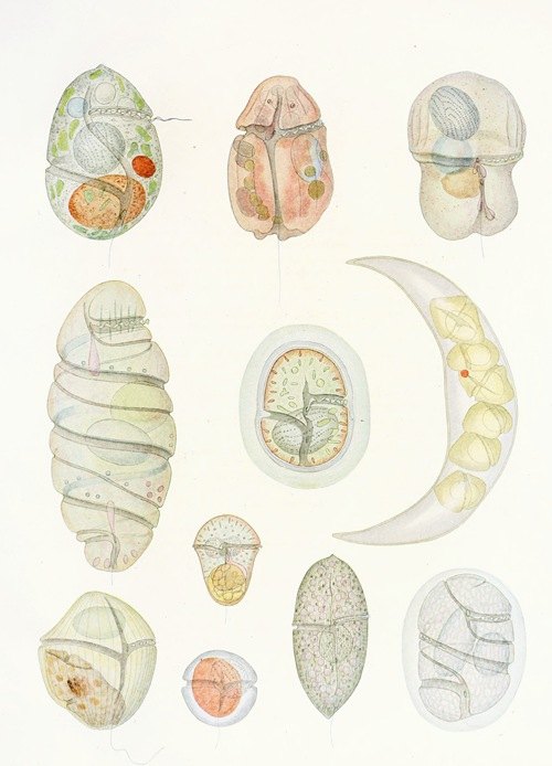 The free-living unarmored dinoflagellata pl 5 (1921)