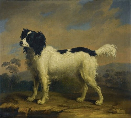 A black and white spaniel in a landscape