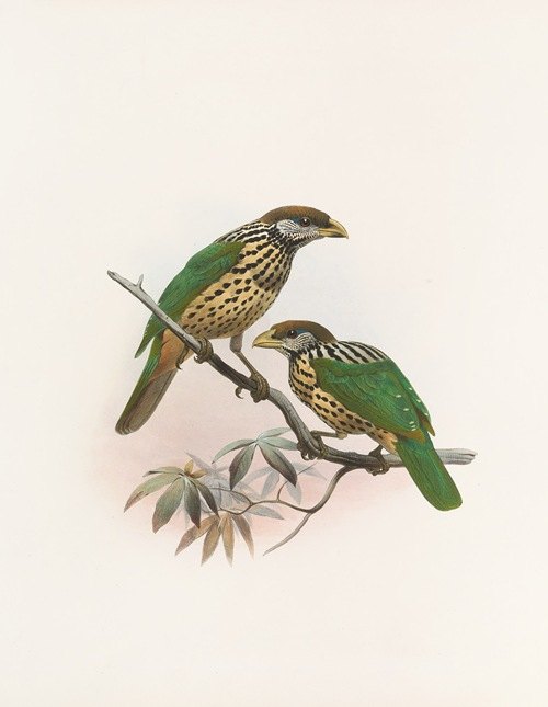 Ailuraedus buccoides (1873)