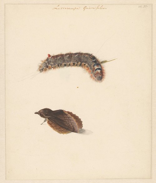 Studieblad met rups en nachtvlinders, Lasiocampa Quireifolia