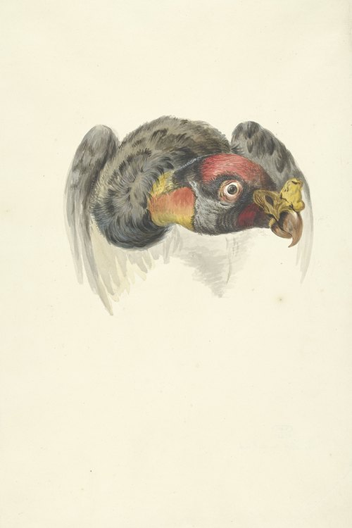 Kop van een koningsgier (Sarcoramphus papa)