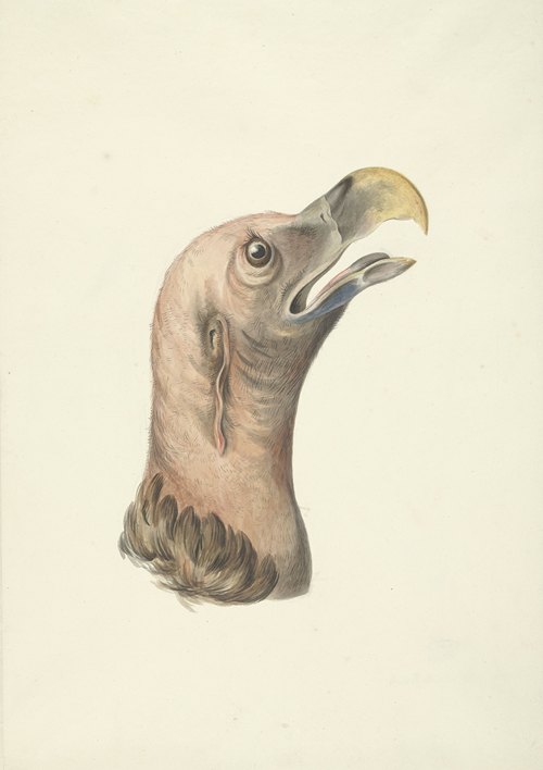Kop van een Oorgier (Otogyps auricularis Daud)