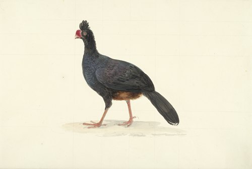 Zwarte loopvogel met korte dikke rode snavel