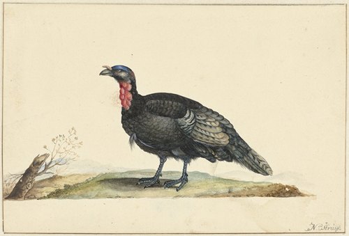 Vogel met zwarte veren en een rode krop, staande, naar links