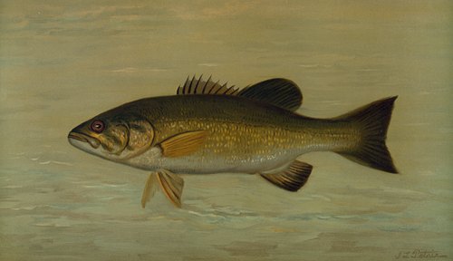 The Small-Mouthed Black Bass, Micropterus dolomieu. (1898)