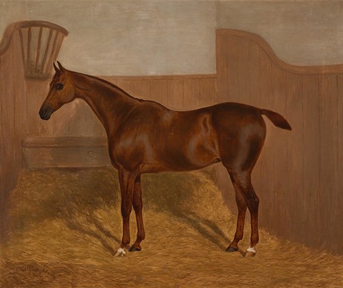 Pferdeportrait