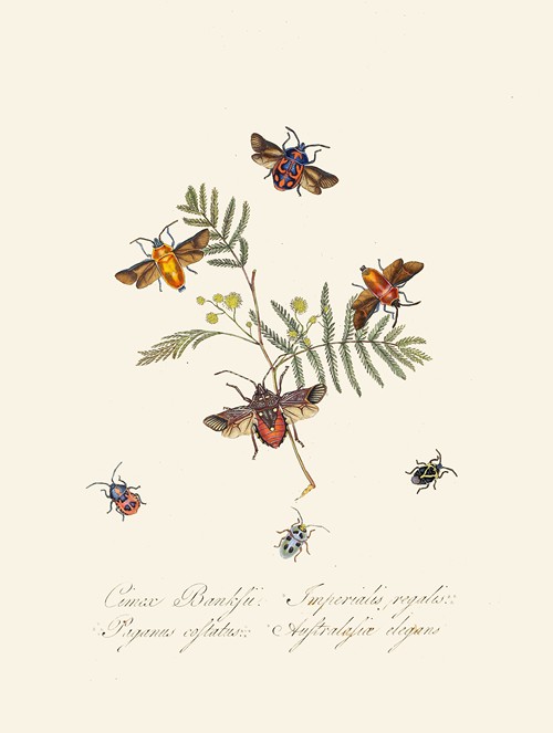 An epitome of the natural history of the insects of New Holland, New Zealand Pl.10