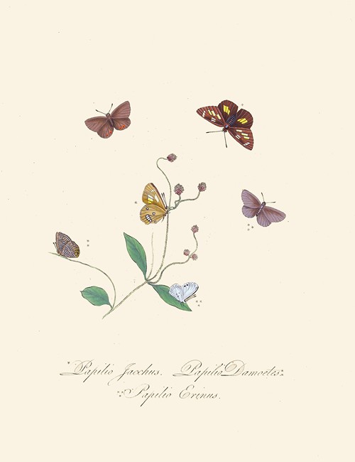 An epitome of the natural history of the insects of New Holland, New Zealand Pl.30