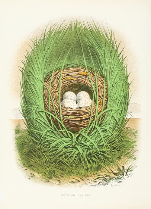 Nests and eggs of birds of the United States - Artvee