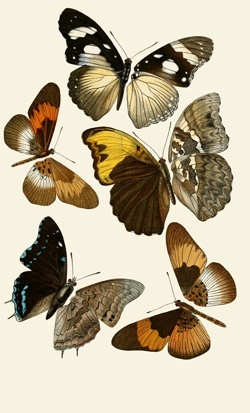 Deutsche entomologische Zeitschrift pl 2