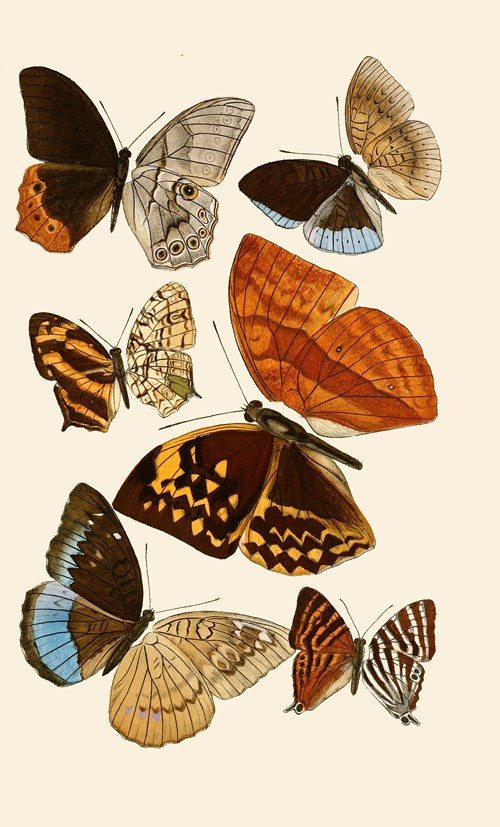 Deutsche entomologische Zeitschrift pl 4