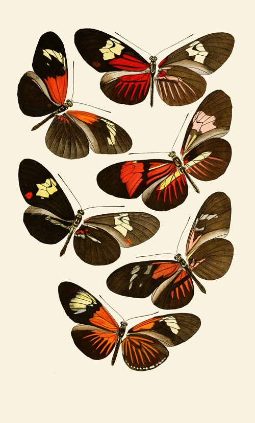 Deutsche entomologische Zeitschrift pl 6