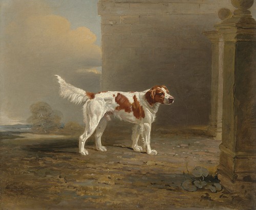 A white setter in a landscape by a gateway
