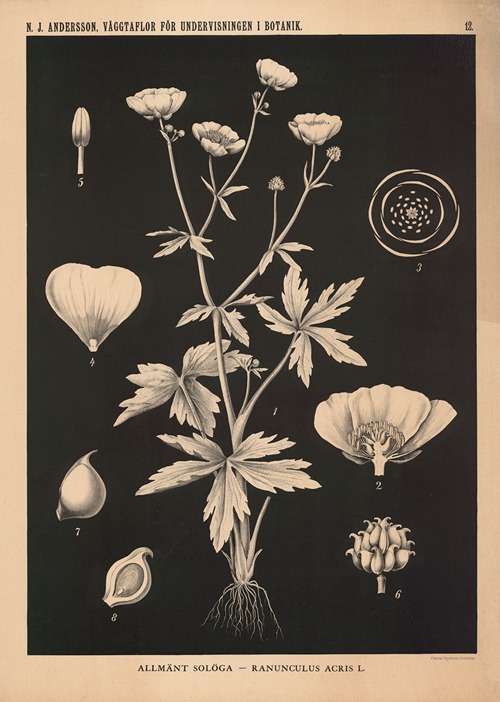 Daggkåpa – Alchemilla Vulgaris L. - Artvee