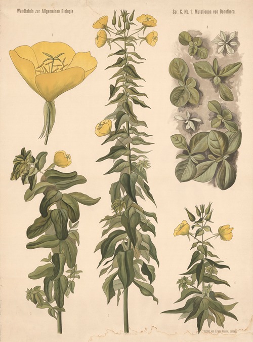Wall charts on general biology - Artvee
