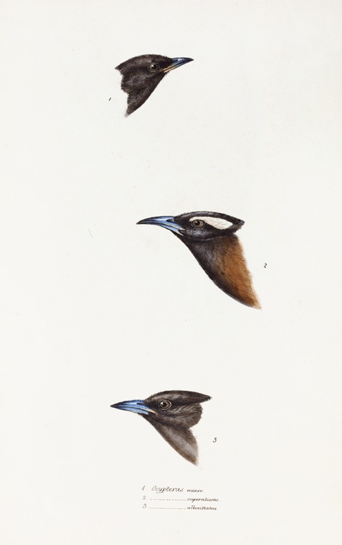 A synopsis of the birds of Australia, and the adjacent Islands Pl.01