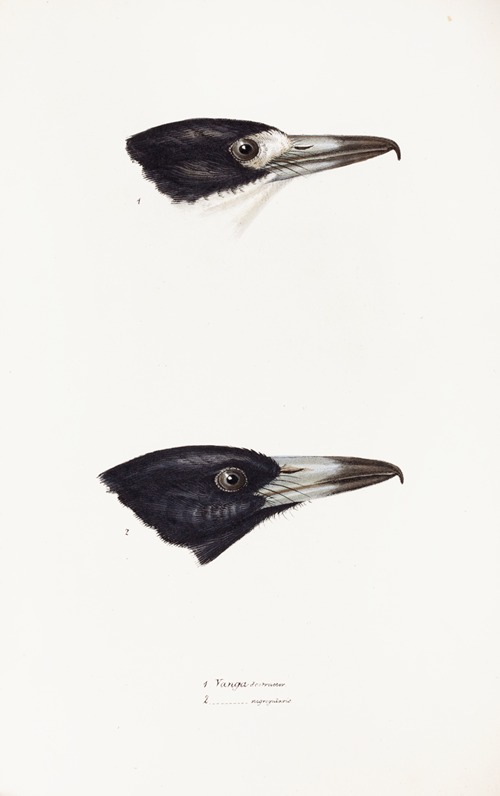 A synopsis of the birds of Australia, and the adjacent Islands Pl.03