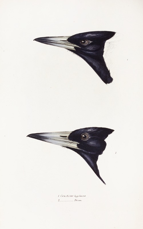 A synopsis of the birds of Australia, and the adjacent Islands Pl.04