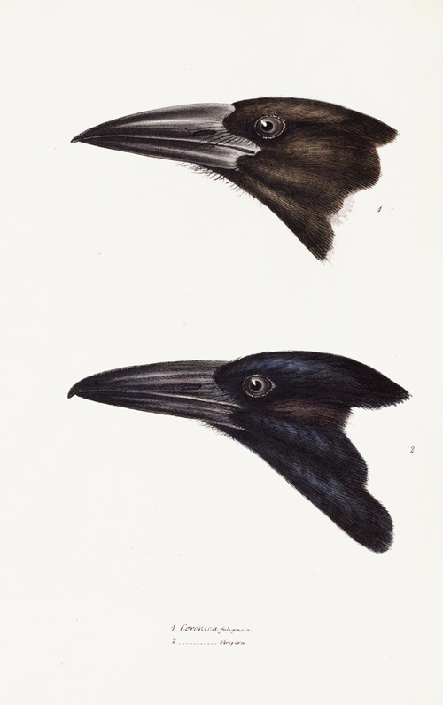 A synopsis of the birds of Australia, and the adjacent Islands Pl.05