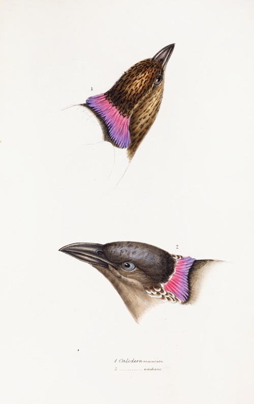 A synopsis of the birds of Australia, and the adjacent Islands Pl.06