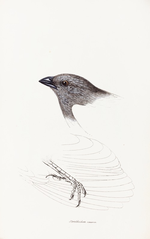 A synopsis of the birds of Australia, and the adjacent Islands Pl.09