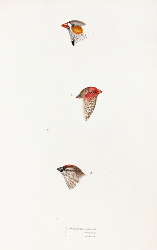 A synopsis of the birds of Australia, and the adjacent Islands Pl.10