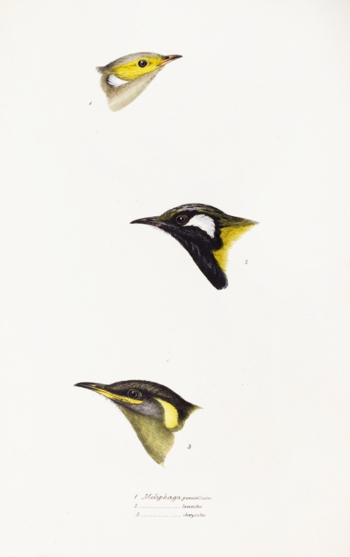 A synopsis of the birds of Australia, and the adjacent Islands Pl.15