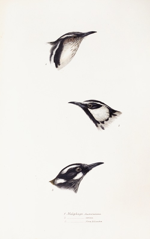 A synopsis of the birds of Australia, and the adjacent Islands Pl.16