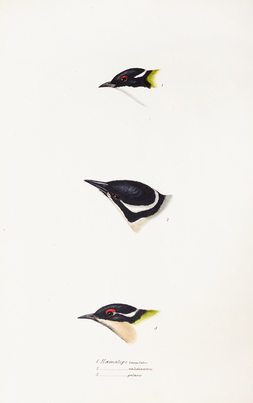 A synopsis of the birds of Australia, and the adjacent Islands Pl.17
