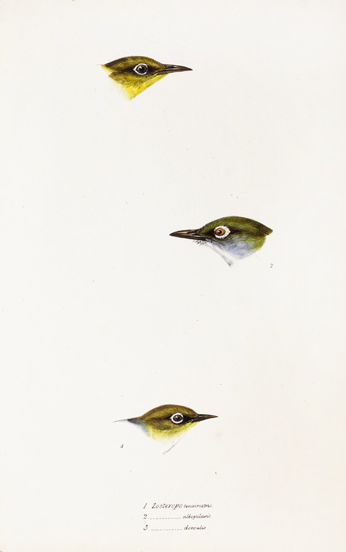 A synopsis of the birds of Australia, and the adjacent Islands Pl.18