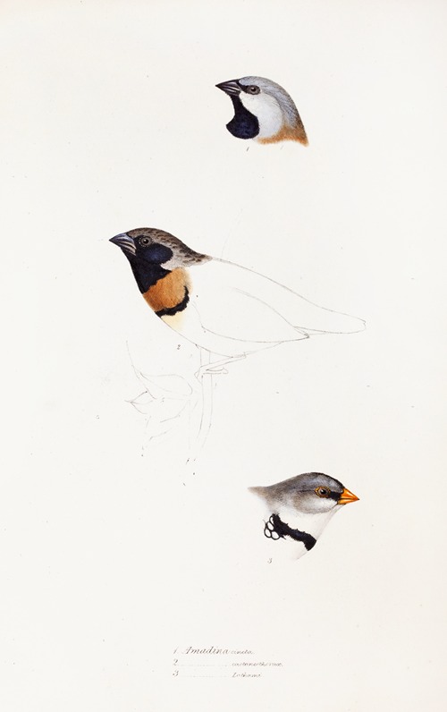 A synopsis of the birds of Australia, and the adjacent Islands Pl.21