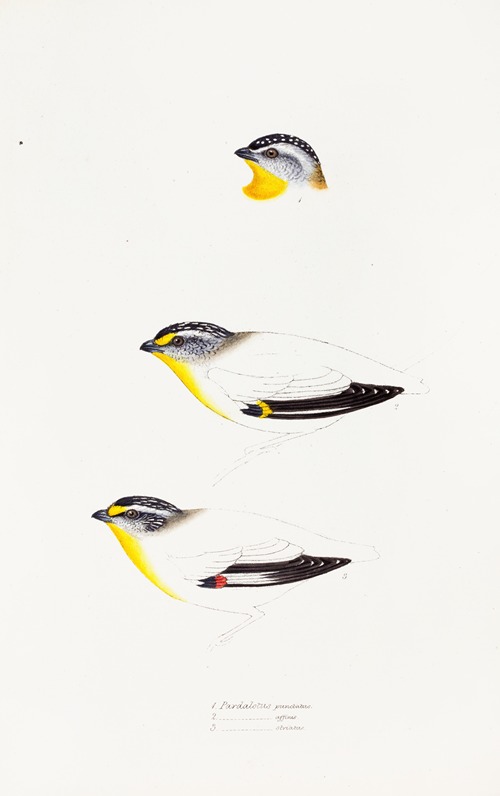 A synopsis of the birds of Australia, and the adjacent Islands Pl.22
