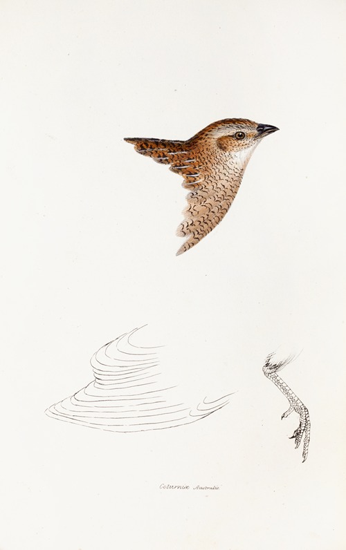 A synopsis of the birds of Australia, and the adjacent Islands Pl.28