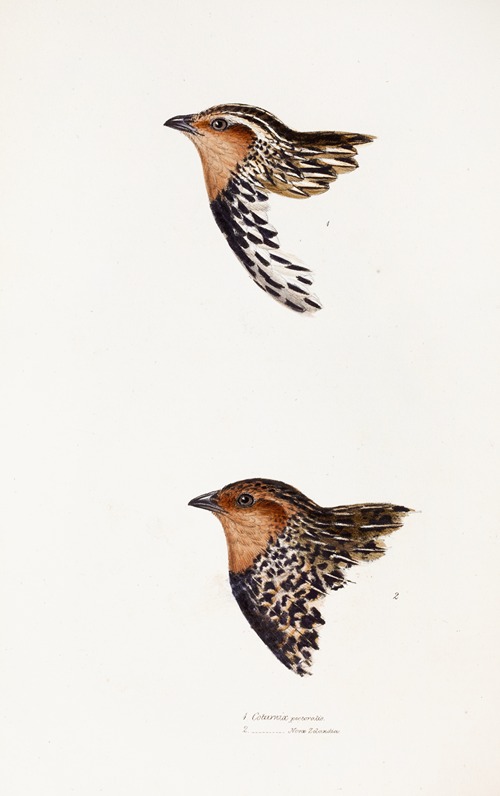 A synopsis of the birds of Australia, and the adjacent Islands Pl.29
