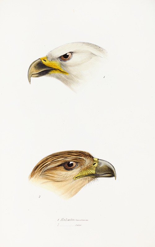 A synopsis of the birds of Australia, and the adjacent Islands Pl.40