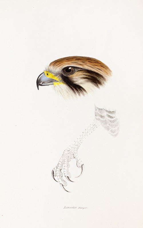 A synopsis of the birds of Australia, and the adjacent Islands Pl.43