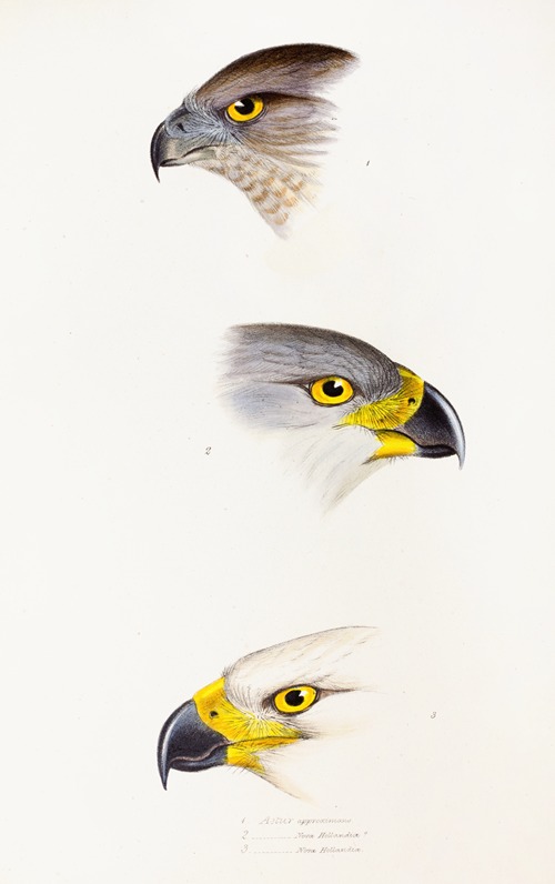A synopsis of the birds of Australia, and the adjacent Islands Pl.44