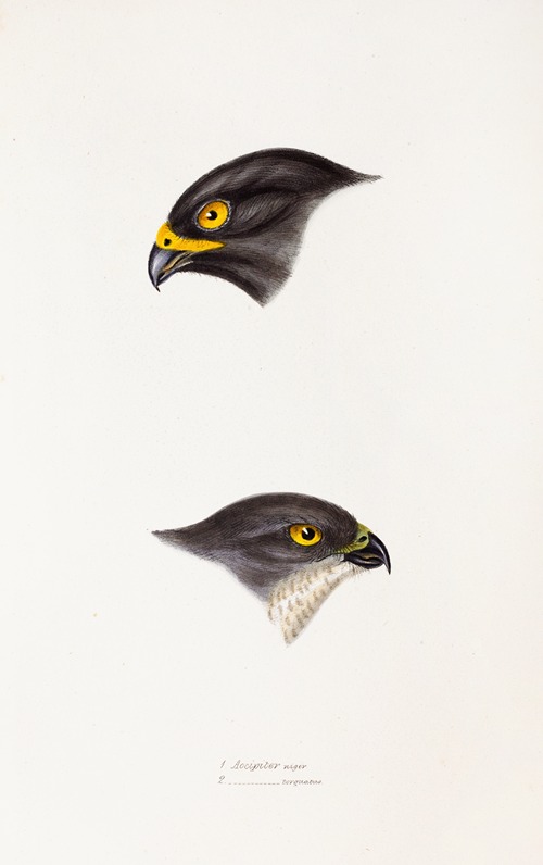 A synopsis of the birds of Australia, and the adjacent Islands Pl.45