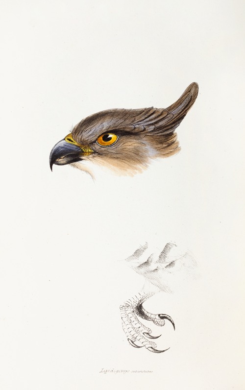 A synopsis of the birds of Australia, and the adjacent Islands Pl.46