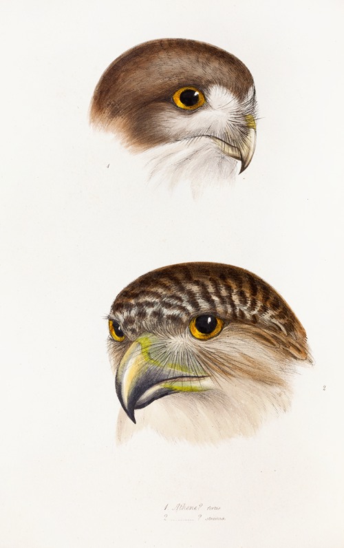 A synopsis of the birds of Australia, and the adjacent Islands Pl.49