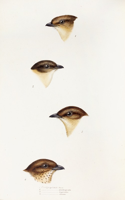 A synopsis of the birds of Australia, and the adjacent Islands Pl.55