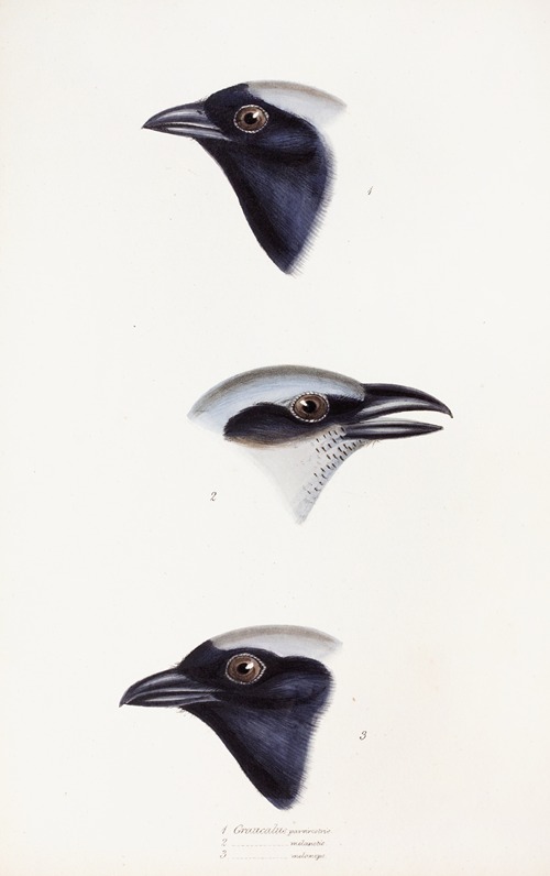 A synopsis of the birds of Australia, and the adjacent Islands Pl.56