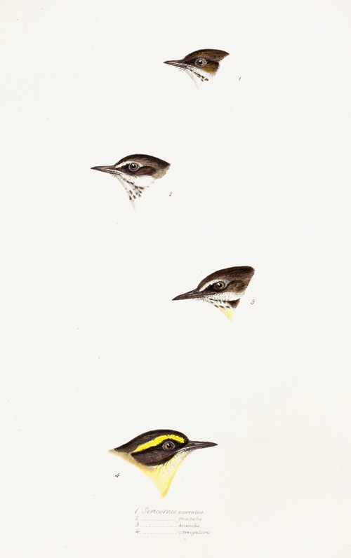A synopsis of the birds of Australia, and the adjacent Islands Pl.58