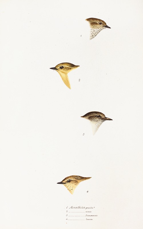 A synopsis of the birds of Australia, and the adjacent Islands Pl.59