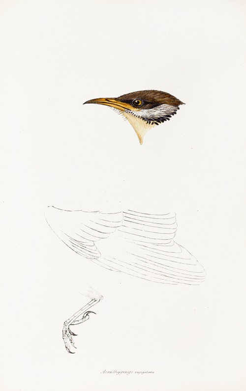 A synopsis of the birds of Australia, and the adjacent Islands Pl.69