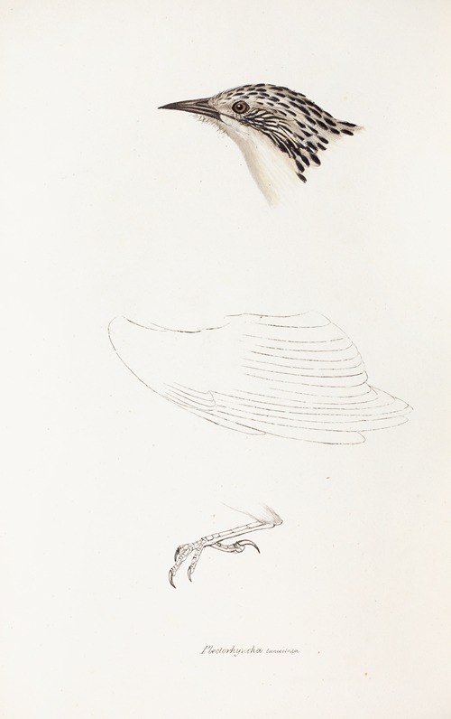 A synopsis of the birds of Australia, and the adjacent Islands Pl.70