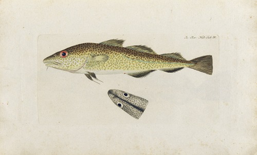 Icones rerum naturalium, ou figures enluminées d’histoire naturelle du nord Pl.04