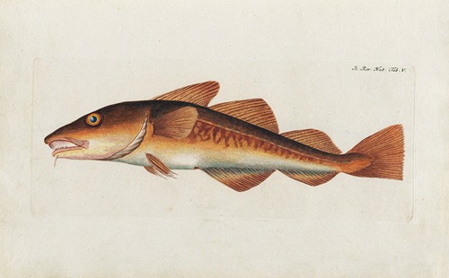 Icones rerum naturalium, ou figures enluminées d’histoire naturelle du nord Pl.05