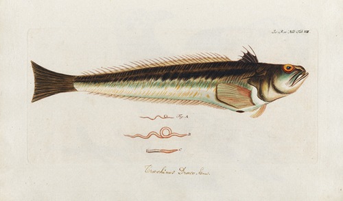 Icones rerum naturalium, ou figures enluminées d’histoire naturelle du nord Pl.07