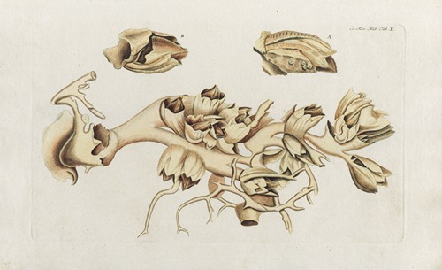 Icones rerum naturalium, ou figures enluminées d’histoire naturelle du nord Pl.10